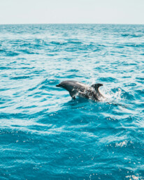 Dolphin watching