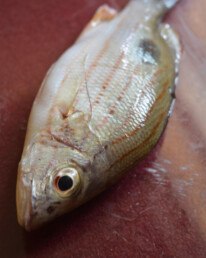 Goan fishing expedition